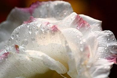 2D和3D玩法的《星之卡比》新作都在开发商计划内